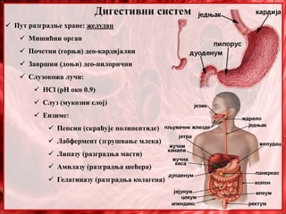 Дигестивни систем
 Пут разградње хране: желудац
 Мишићни орган
 Почетни (горњи) део-кардијални
 Завршни (доњи) део-пилорични
 Слузокожа лучи:
 HCl (pH око 0.9)
 Слуз (мукозни слој)
 Ензиме:
 Пепсин (скраћује полипептиде)
 Лабфермент (згрушвање млека)
 Липазу (разградња масти)
 Амилазу (разградња шећера)
 Гелатиназу (разградња колагена)
 