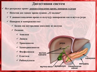 Дигестивни систем
 Пут разградње хране: дванаестопалачно црево, панкреас и јетра
 Почетни део танког црева дужине „12 палаца“
 У дванаестопалачно црево се излучују панкреасни сок и жуч из јетре
 Панкреас и панкреасни сок:
 Базни сок неутралише киселину из желуца
 Ензими:
 Амилаза
 Липаза
 Трипсиноген
 Химотрипсиноген
 Фосфолипаза
 Еластаза
 Рибонуклеаза
 