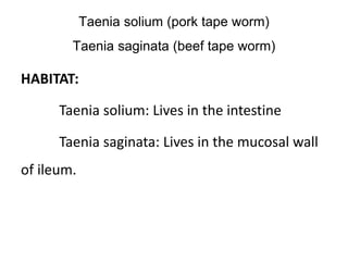 Taenia solium (pork tape worm)
Taenia saginata (beef tape worm)
HABITAT:
Taenia solium: Lives in the intestine
Taenia saginata: Lives in the mucosal wall
of ileum.
 