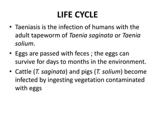 LIFE CYCLE
• Taeniasis is the infection of humans with the
adult tapeworm of Taenia saginata or Taenia
solium.
• Eggs are passed with feces ; the eggs can
survive for days to months in the environment.
• Cattle (T. saginata) and pigs (T. solium) become
infected by ingesting vegetation contaminated
with eggs
 