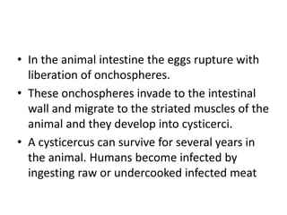 • In the animal intestine the eggs rupture with
liberation of onchospheres.
• These onchospheres invade to the intestinal
wall and migrate to the striated muscles of the
animal and they develop into cysticerci.
• A cysticercus can survive for several years in
the animal. Humans become infected by
ingesting raw or undercooked infected meat
 