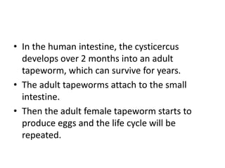 • In the human intestine, the cysticercus
develops over 2 months into an adult
tapeworm, which can survive for years.
• The adult tapeworms attach to the small
intestine.
• Then the adult female tapeworm starts to
produce eggs and the life cycle will be
repeated.
 