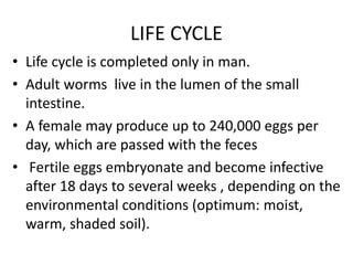LIFE CYCLE
• Life cycle is completed only in man.
• Adult worms live in the lumen of the small
intestine.
• A female may produce up to 240,000 eggs per
day, which are passed with the feces
• Fertile eggs embryonate and become infective
after 18 days to several weeks , depending on the
environmental conditions (optimum: moist,
warm, shaded soil).
 