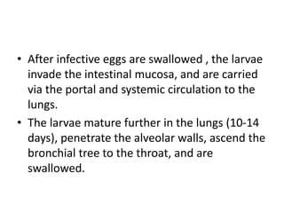 • After infective eggs are swallowed , the larvae
invade the intestinal mucosa, and are carried
via the portal and systemic circulation to the
lungs.
• The larvae mature further in the lungs (10-14
days), penetrate the alveolar walls, ascend the
bronchial tree to the throat, and are
swallowed.
 