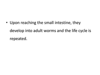 • Upon reaching the small intestine, they
develop into adult worms and the life cycle is
repeated.
 