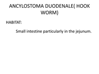 ANCYLOSTOMA DUODENALE( HOOK
WORM)
HABITAT:
Small intestine particularly in the jejunum.
 