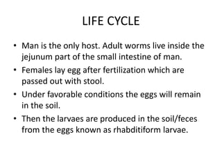 LIFE CYCLE
• Man is the only host. Adult worms live inside the
jejunum part of the small intestine of man.
• Females lay egg after fertilization which are
passed out with stool.
• Under favorable conditions the eggs will remain
in the soil.
• Then the larvaes are produced in the soil/feces
from the eggs known as rhabditiform larvae.
 