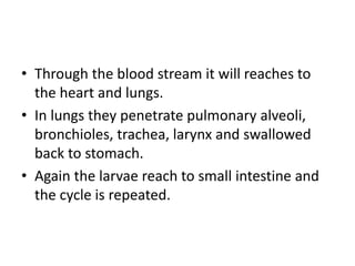 • Through the blood stream it will reaches to
the heart and lungs.
• In lungs they penetrate pulmonary alveoli,
bronchioles, trachea, larynx and swallowed
back to stomach.
• Again the larvae reach to small intestine and
the cycle is repeated.
 
