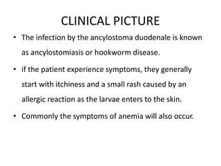 CLINICAL PICTURE
• The infection by the ancylostoma duodenale is known
as ancylostomiasis or hookworm disease.
• if the patient experience symptoms, they generally
start with itchiness and a small rash caused by an
allergic reaction as the larvae enters to the skin.
• Commonly the symptoms of anemia will also occur.
 