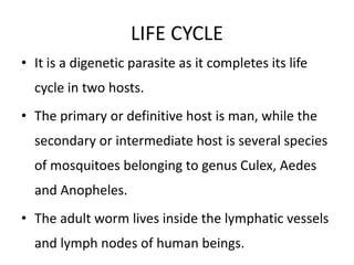 LIFE CYCLE
• It is a digenetic parasite as it completes its life
cycle in two hosts.
• The primary or definitive host is man, while the
secondary or intermediate host is several species
of mosquitoes belonging to genus Сulex, Aedes
and Anopheles.
• The adult worm lives inside the lymphatic vessels
and lymph nodes of human beings.
 