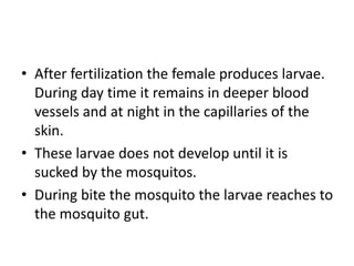 • After fertilization the female produces larvae.
During day time it remains in deeper blood
vessels and at night in the capillaries of the
skin.
• These larvae does not develop until it is
sucked by the mosquitos.
• During bite the mosquito the larvae reaches to
the mosquito gut.
 