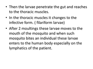 • Then the larvae penetrate the gut and reaches
to the thoracic muscles.
• In the thoracic muscles it changes to the
infective form. ( filariform larvae)
• After 2 moultings these larvae moves to the
mouth of the mosquito and when such
mosquito bites an individual these larvae
enters to the human body especially on the
lymphatics of the patient.
 