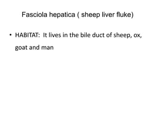 Fasciola hepatica ( sheep liver fluke)
• HABITAT: It lives in the bile duct of sheep, ox,
goat and man
 