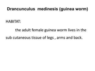 Drancunculus medinesis (guinea worm)
HABITAT:
the adult female guinea worm lives in the
sub cutaneous tissue of legs , arms and back.
 