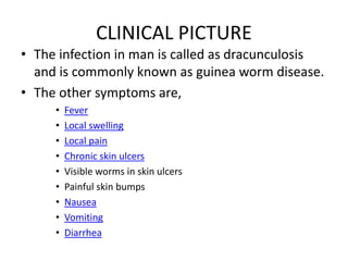 CLINICAL PICTURE
• The infection in man is called as dracunculosis
and is commonly known as guinea worm disease.
• The other symptoms are,
• Fever
• Local swelling
• Local pain
• Chronic skin ulcers
• Visible worms in skin ulcers
• Painful skin bumps
• Nausea
• Vomiting
• Diarrhea
 
