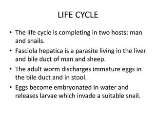 LIFE CYCLE
• The life cycle is completing in two hosts: man
and snails.
• Fasciola hepatica is a parasite living in the liver
and bile duct of man and sheep.
• The adult worm discharges immature eggs in
the bile duct and in stool.
• Eggs become embryonated in water and
releases larvae which invade a suitable snail.
 