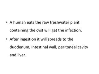 • A human eats the raw freshwater plant
containing the cyst will get the infection.
• After ingestion it will spreads to the
duodenum, intestinal wall, peritoneal cavity
and liver.
 