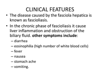 CLINICAL FEATURES
• The disease caused by the fasciola hepatica is
known as fascioliasis.
• In the chronic phase of fascioliasis it cause
liver inflammation and obstruction of the
biliary fluid. other symptoms include:
– diarrhea
– eosinophilia (high number of white blood cells)
– fever
– nausea
– stomach ache
– vomiting.
 