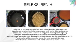 SELEKSI BENIH
Persiapkan air yang telah diisi sejumlah garam sampai telur mengapung kemudian
dipakai untuk menseleksi benih. Caranya masukan benih padi ke dalam air bergaram
tersebut, maka akan diperoleh kondisi benih tenggelam, melayang dan mengapung.
Selain yang tenggelam jangan dipakai untuk benih, ambil benih yang tenggelam
kemudian dibilas dengan air bersih sesegera mungkin sampai tidak ada rasa garam lagi bila dicicipi.
Rendam selama 48 jam kemudian tiriskan dan peram selama 24 jam dan
setelah itu siap sebar. Umumnya benih akan terseleksi pada kisaran 5 - 15%.
 