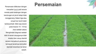 PersemaianPersemaian dilakukan dengan
menyebar benih padi secara
merata pada bedengan dengan
kandungan air jenuh tetapi tidak
menggenang. Dalam tiga atau
empat hari benih telah
berkecambah. Bibit siap tanam
pada kisaran 10 - 14 hss
(hari setelah sebar)
Menghindari stagnasi setelah
bibit di tanam seyogyanya tidak
dicabut dan cukup diambil
secara menyeluruh perakaran
termasuk tanahnya kemudian
dipindah tanamkan ke lahan
sawah.
 