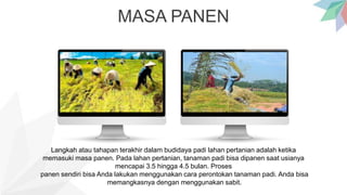 MASA PANEN
Langkah atau tahapan terakhir dalam budidaya padi lahan pertanian adalah ketika
memasuki masa panen. Pada lahan pertanian, tanaman padi bisa dipanen saat usianya
mencapai 3.5 hingga 4.5 bulan. Proses
panen sendiri bisa Anda lakukan menggunakan cara perontokan tanaman padi. Anda bisa
memangkasnya dengan menggunakan sabit.
 