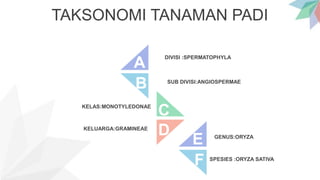 TAKSONOMI TANAMAN PADI
B
D
C
A
F
E
SPESIES :ORYZA SATIVA
GENUS:ORYZA
KELAS:MONOTYLEDONAE
SUB DIVISI:ANGIOSPERMAE
KELUARGA:GRAMINEAE
DIVISI :SPERMATOPHYLA
 