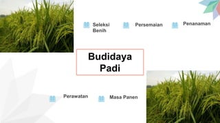 Budidaya
Padi
Perawatan Masa Panen
Persemaian PenanamanSeleksi
Benih
 