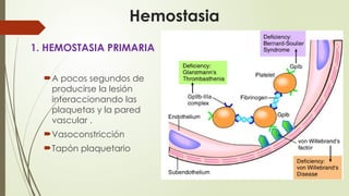 Hemostasia
1. HEMOSTASIA PRIMARIA
A pocos segundos de
producirse la lesión
interaccionando las
plaquetas y la pared
vascular .
Vasoconstricción
Tapón plaquetario
 