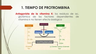 1. TIEMPO DE PROTROMBINA
Antagonista de la vitamina K: los residuos de ac.
glutámico de los factores dependientes de
vitamina k no tienen efecto biológico
 