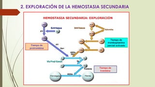 2. EXPLORACIÓN DE LA HEMOSTASIA SECUNDARIA
 