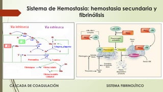 Sistema de Hemostasia: hemostasia secundaria y
fibrinólisis
CASCADA DE COAGULACIÓN SISTEMA FIBRINOLÍTICO
 