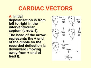 CARDIAC VECTORS A .   Initial depolarization is from left to right in the interventricular septum (arrow 1).  The head of the arrow represents the + end of the dipole so the recorded deflection is downward (moving away from + end of lead I).  