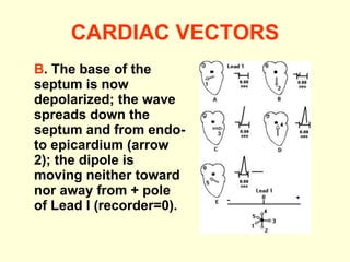 CARDIAC VECTORS B . The base of the septum is now depolarized; the wave spreads down the septum and from endo- to epicardium (arrow 2); the dipole is moving neither toward nor away from + pole of Lead I (recorder=0).  