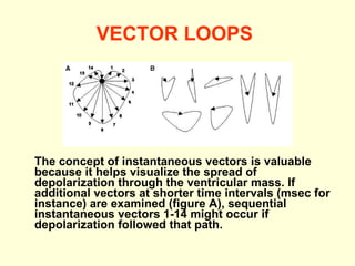 VECTOR LOOPS   The concept of instantaneous vectors is valuable because it helps visualize the spread of depolarization through the ventricular mass. If additional vectors at shorter time intervals (msec for instance) are examined (figure A), sequential instantaneous vectors 1-14 might occur if depolarization followed that path.  