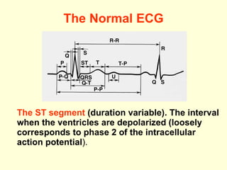 The Normal ECG The ST segment  (duration variable). The interval when the ventricles are depolarized (loosely corresponds to phase 2 of the intracellular action potential ). 