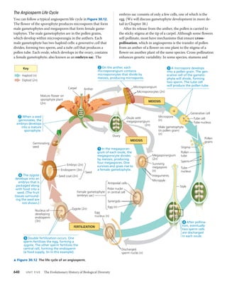 30 plant diversity ii-the evolution of seed plants | PDF