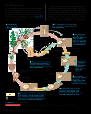 30 plant diversity ii-the evolution of seed plants | PDF