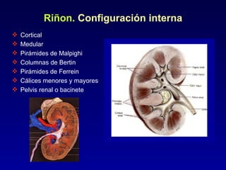 30 Retroperitoneo Renal | PPT