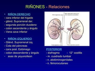 30 Retroperitoneo Renal | PPT
