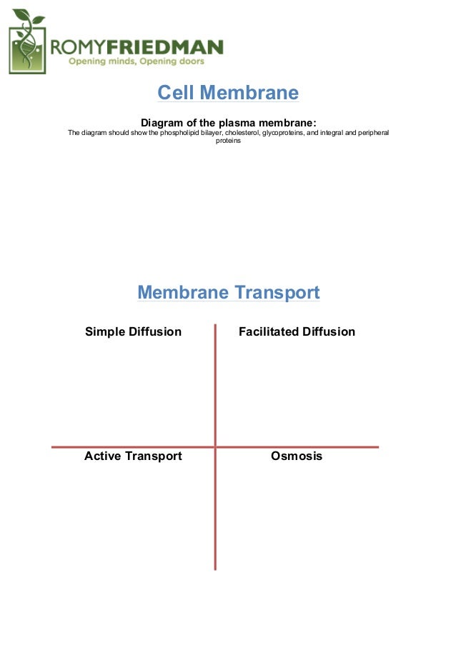 Summary Of The Plasma Membrane