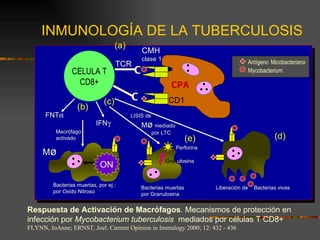 INMUNOLOGÍA DE LA TUBERCULOSIS CELULA T CD8+ C C Antígeno   Micobacteriano Mycobacterium CPA TCR CMH clase 1 CD1 (a) ON (b) (c) FNT  IFN  LISIS de M ø   mediado por LTC Perforina Gran ulosina (e) (d) M ø Bacterias muertas, por ej.: por Oxido Nitroso Bacterias muertas por Granulosina Liberación de  Bacterias vivas Macrófago activado  Respuesta de Activación de Macrófagos . Mecanismos de protección en infección por  Mycobacterium tuberculosis  mediados por células T CD8+ FLYNN, JoAnne; ERNST, Joel. Current Opinion in Immulogy 2000; 12: 432 - 436 