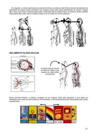 Em seguida, o mentor espiritual por processos fluídicos, aumenta a tela fluídica através da alteração da
velocidade do chacra frontal, permitindo que imagens vistas pelos olhos perispirituais do médium chegue
até o nervo ótico físico e através deste sejam conduzidas até ao cérebro físico, na parte do córtex cerebral
responsável pela visão, assim o médium passa a ver as coisas do mundo espiritual.




ISOLAMENTO GLOGO OCULAR




                                           O mentor ativa os nervos
                                           da visão do médium, que
                                           passa a ver pelos olhos
                                                 perispirituais




Nesse processo fluídico, o médium consegue ver as imagens vistas pelo perispírito, e que estão em
dimensões que variam do ultra-violeta ao infra-vermelho, e momentaneamente são interpretadas pelo córtex
cerebral físico.




                                                                                                        201
 