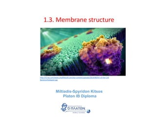 1.3. Membrane structure
Miltiadis-Spyridon Kitsos
Platon IB Diploma
http://i2.wp.com/www.artofthecell.com/wp-content/uploads/2014/08/Art-of-the-Cell-
Bacteriorhodopsin.jpg
 