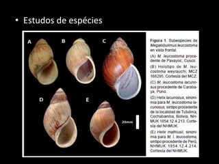 • Estudos de espécies
 