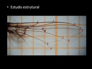 • Estudo estrutural
 