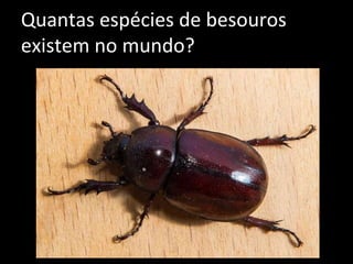 Quantas espécies de besouros
existem no mundo?
 