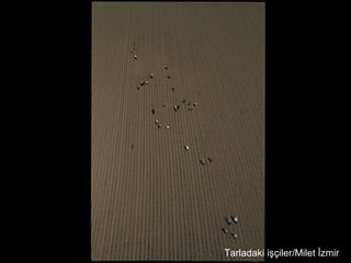 Tarladaki işçiler/Milet İzmir
 