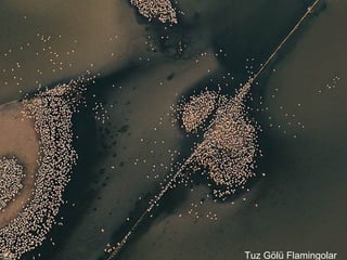Tuz Gölü Flamingolar
 