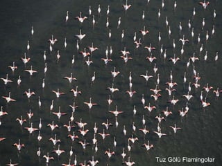 Tuz Gölü Flamingolar
 