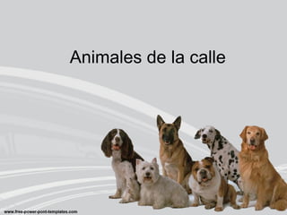 Animales de la calle
 